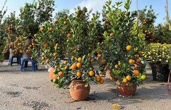 Người tiêu dùng thắt chặt chi tiêu, đào quất dưới 200.000 đồng đắt khách