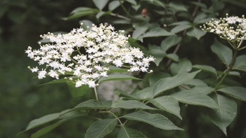 Cây cơm cháy - Món quà quý giá từ thiên nhiên