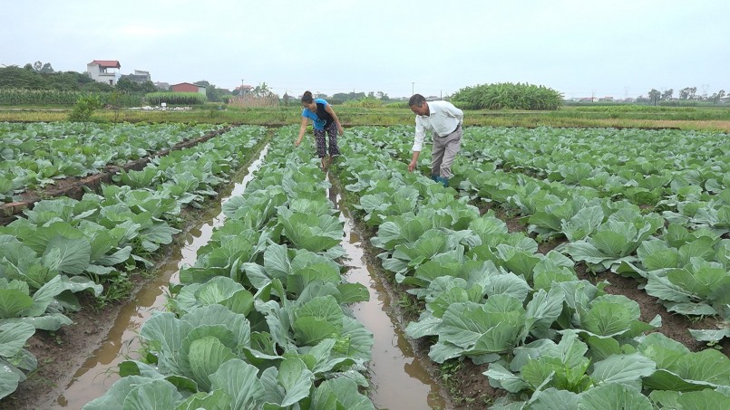 Khu ruộng trồng rau an toàn của HTX Ngăm Mạc (Lãng Ngâm- Gia Bình).