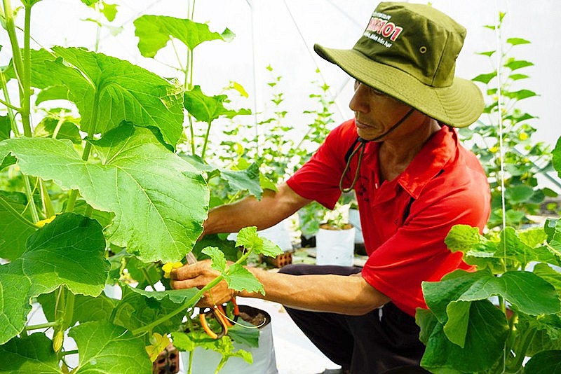 Người dân xã Hồng Thủy chú trọng trồng rau, quả an toàn.