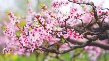 Công dụng chữa bệnh của các loài hoa, quả mùa xuân