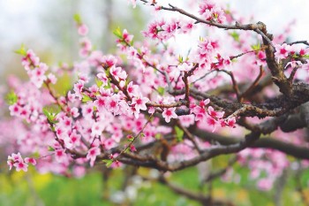 Công dụng chữa bệnh của các loài hoa, quả mùa xuân