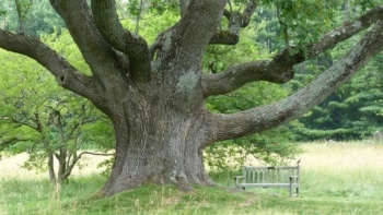 Cây tần bì - Món quà quý giá từ thiên nhiên