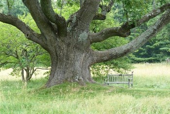 Cây tần bì - Món quà quý giá từ thiên nhiên