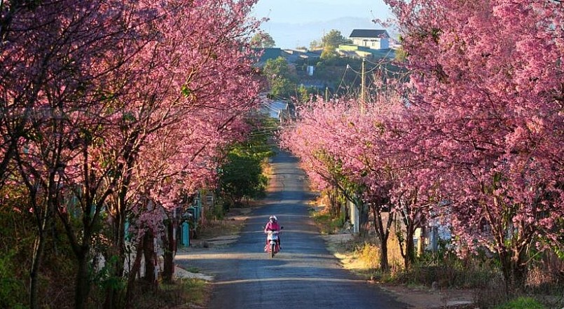 Du lịch Đà Lạt ngắm hoa anh đào