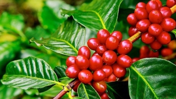 Giá nông sản hôm nay 8/2: Cà phê đồng loạt tăng, hồ tiêu không có thay đổi