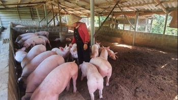 Giá heo hơi hôm nay 8/2: Tăng rải rác, mức giao dịch cao nhất 59.000 đồng/kg