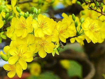 Nên cắm hoa gì trong dịp Tết để rước tài lộc vào nhà?