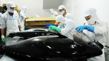 Năm 2023, Chile mở rộng cửa cho cá ngừ Việt Nam