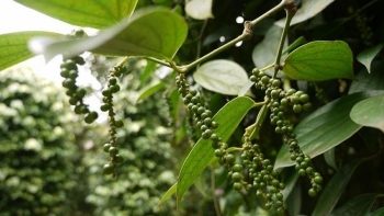 Giá nông sản hôm nay 9/2: Cà phê và hồ tiêu đồng loạt đi ngang