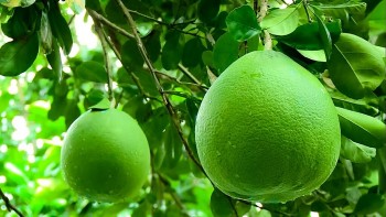 3 loại trái cây đẹp mắt dâng lên ban thờ là “bùa hộ mệnh” cho hệ tiêu hóa