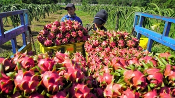 Giá thanh long nghịch mùa tăng cao trong dịp Tết