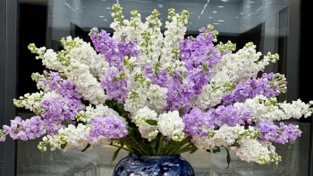 Hoa phi yến - Loại hoa được ưa chuộng ngày Tết nhưng chứa chất độc