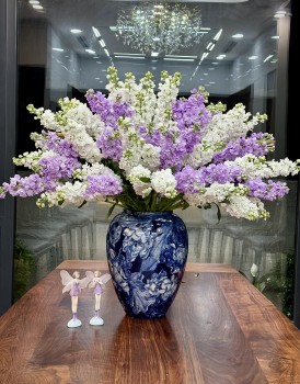 Hoa phi yến - Loại hoa được ưa chuộng ngày Tết nhưng chứa chất độc