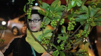 Hái lộc đầu năm sao cho đúng để mang tài lộc, may mắn về nhà?