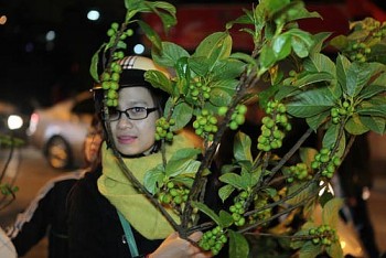 Hái lộc đầu năm sao cho đúng để mang tài lộc, may mắn về nhà?