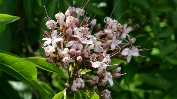 Mò hoa trắng - "Cây thuốc quý" mọc hoang quanh nhà