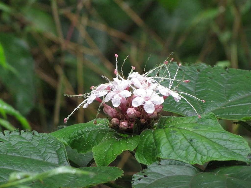 Mò hoa trắng - "Cây thuốc quý" mọc hoang quanh nhà Mò hoa trắng - "Cây thuốc quý" mọc hoang quanh nhà
