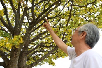 Bình Định: Người đàn ông bỏ "báu vật" tiền tỷ trước nhà để người dân sống ảo trong dịp Tết Giáp Thìn