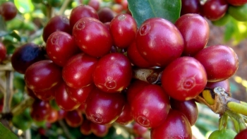 Tháng 1, xuất khẩu cà phê đạt 230.000 tấn, tăng gấp đôi cùng kỳ năm 2023