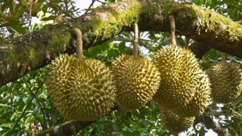 Trung Quốc chi hơn 2 tỷ USD để mua sầu riêng Việt Nam