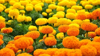 Giữ gìn sức khỏe ngày Tết với những cây thuốc quanh nhà