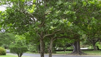 Cây bàng - Loài cây gắn liền với ký ức tuổi thơ còn có tác dụng chữa bệnh