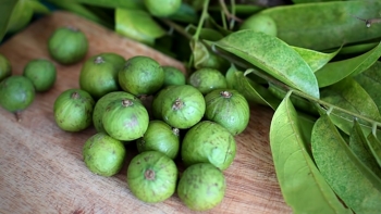 Bài thuốc chữa bệnh từ cây sấu