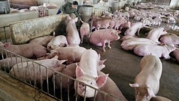 Giá heo hơi hôm nay 12/2: Tiếp tục đi ngang vào sáng đầu tuần