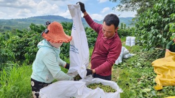 Nhiều người trồng sầu riêng, cà phê thành tỉ phú