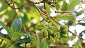 Loài hoa "báu vật" của Việt Nam, trên thế giới chỉ 2 nước trồng được