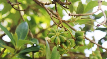 Loài hoa "báu vật" của Việt Nam, trên thế giới chỉ 2 nước trồng được