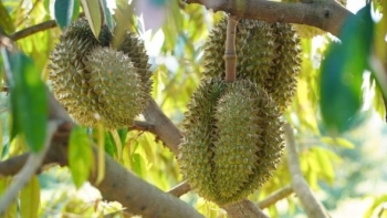 Giá sầu riêng chạm mốc 200.000 đồng/kg, cao nhất trong gần một năm qua