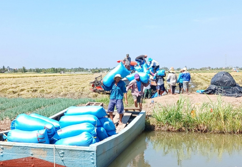 Gia đình anh Công vụ đông xuân năm nay gieo sạ giống lúa ST25 bán được với giá 10.000 đồng/kg. Gia đình anh Công vụ đông xuân năm nay gieo sạ giống lúa ST25 bán được với giá 10.000 đồng/kg.
