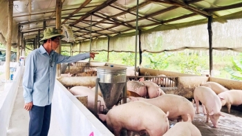 Giá heo hơi hôm nay 14/2: Thị trường đi ngang, thấp nhất 52.000 đồng/kg