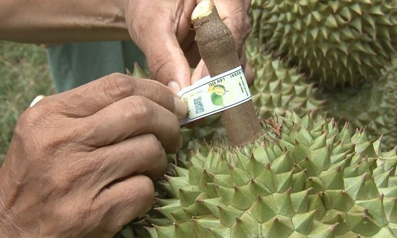 Việt Nam có 708 mã số vùng trồng được cấp phép xuất khẩu sang Trung Quốc