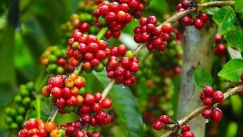 Giá nông sản hôm nay 14/2: Cà phê đồng loạt giảm, hồ tiêu điều chỉnh tăng