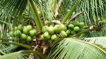 "Chìa khóa" để nông nghiệp tỉnh Bến Tre phát triển bền vững, hiện đại