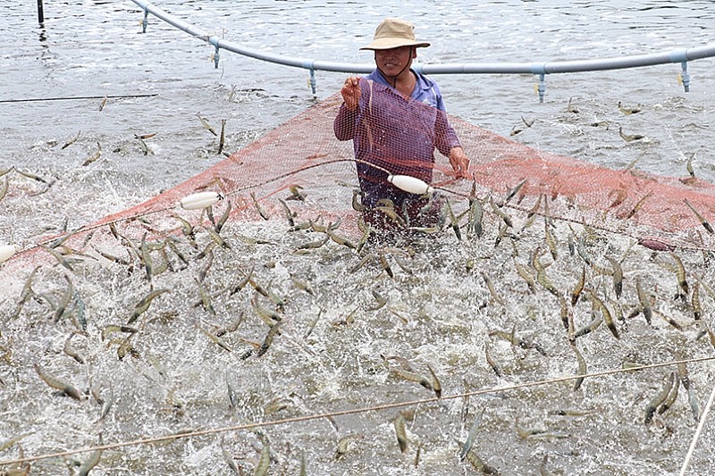 Mô hình nuôi tôm ứng dụng công nghệ cao của hộ nông dân Lê Văn Sấm, xã Thạnh Hải, huyện Thạnh Phú. Ảnh: Chương Đài