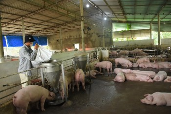 Giá heo hơi hôm nay 15/2: Duy trì ổn định trên cả nước