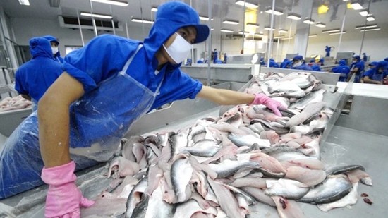 Ngư dân Tiền Giang phấn khởi thu hoạch cá tra vì giá cao sau Tết