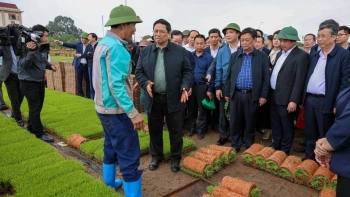 Thủ tướng xuống đồng cấy lúa, thu hoạch cà rốt cùng nông dân