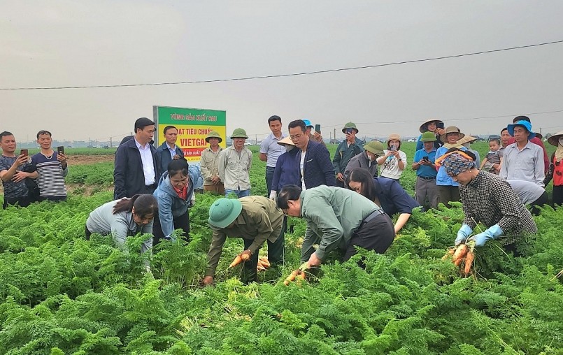 Thủ tướng thu hoạch cà rốt cùng nông dân.