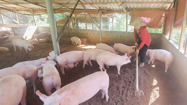 Giá heo hơi hôm nay 16/2: Biến động trái chiều, cao nhất 59.000 đồng/kg