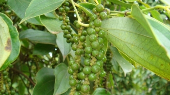 Giá nông sản hôm nay 16/2: Cà phê và hồ tiêu đồng loạt tăng