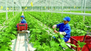 Nông nghiệp xanh là xu thế không thể đảo ngược