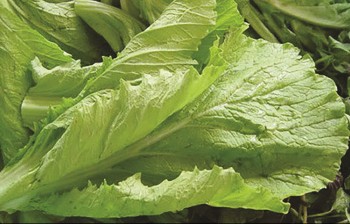 Cải canh: Món ăn ngon và bài thuốc hay