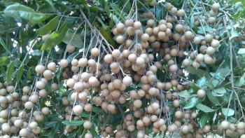 Năm 2023 Việt Nam thu hơn 14 triệu USD từ xuất khẩu nhãn tươi