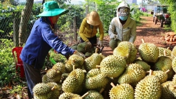 Trung Quốc nhập khẩu sầu riêng từ Việt Nam tăng hơn 1.000%, cách nào để chắc chân thị trường?
