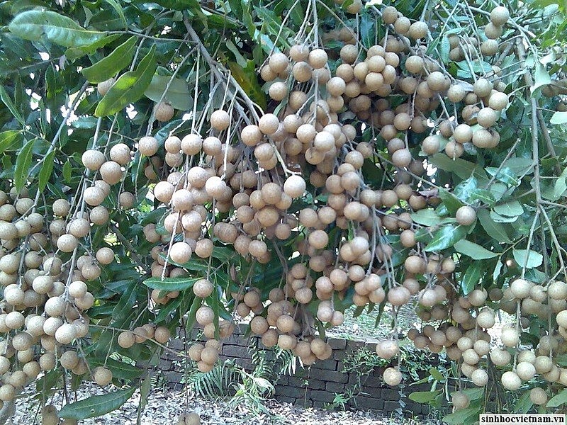 Quả nhãn nằm trong top 5 cây ăn quả có diện tích lớn nhất cả nước. Quả nhãn nằm trong top 5 cây ăn quả có diện tích lớn nhất cả nước.